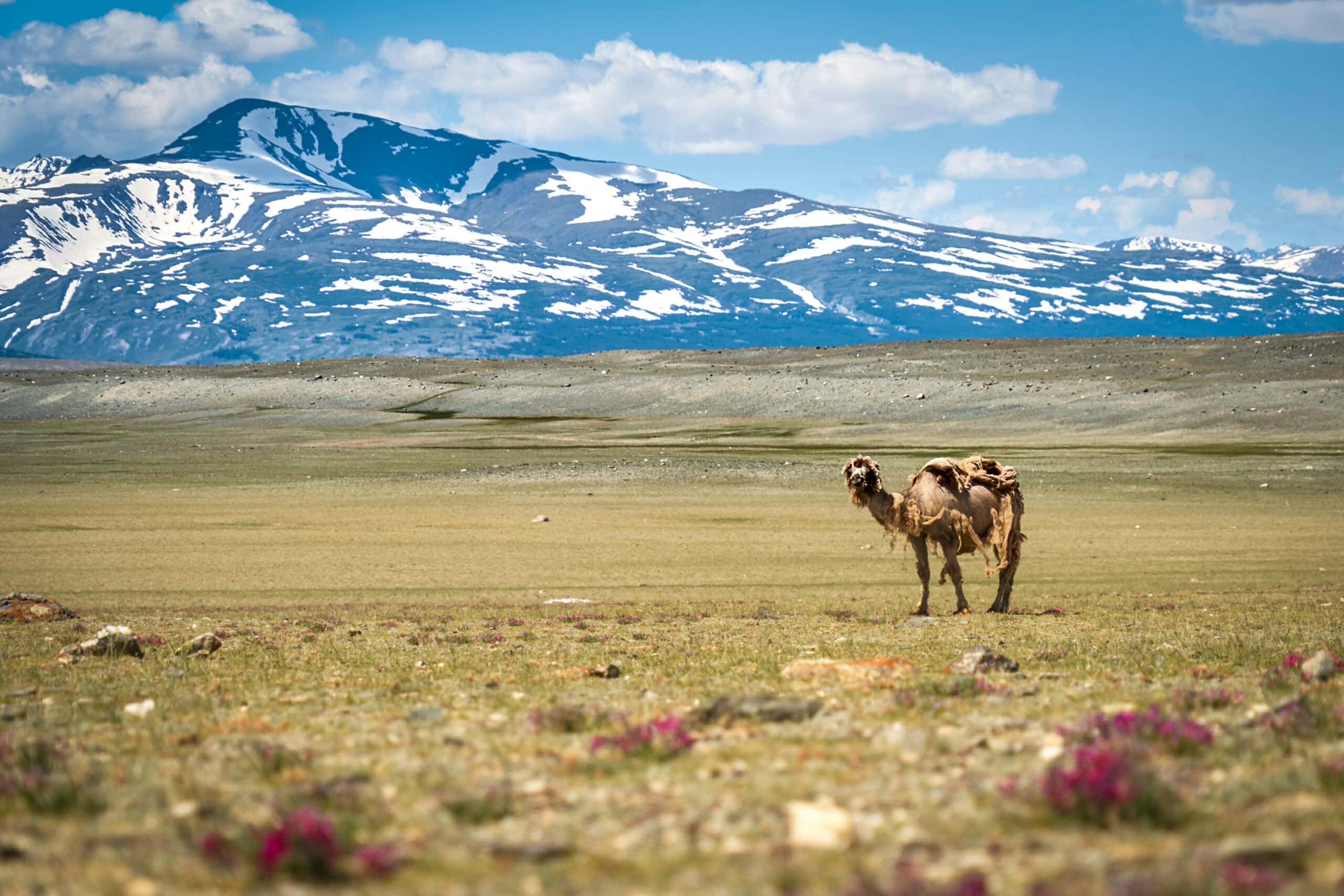 Ontdek de ongerepte natuur van Mongolië, hiken in een prachtig berggebied en meer over de cultuur leren.